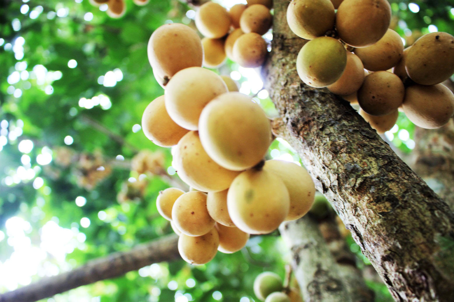 Rượu lòn bon Tiên Phước 