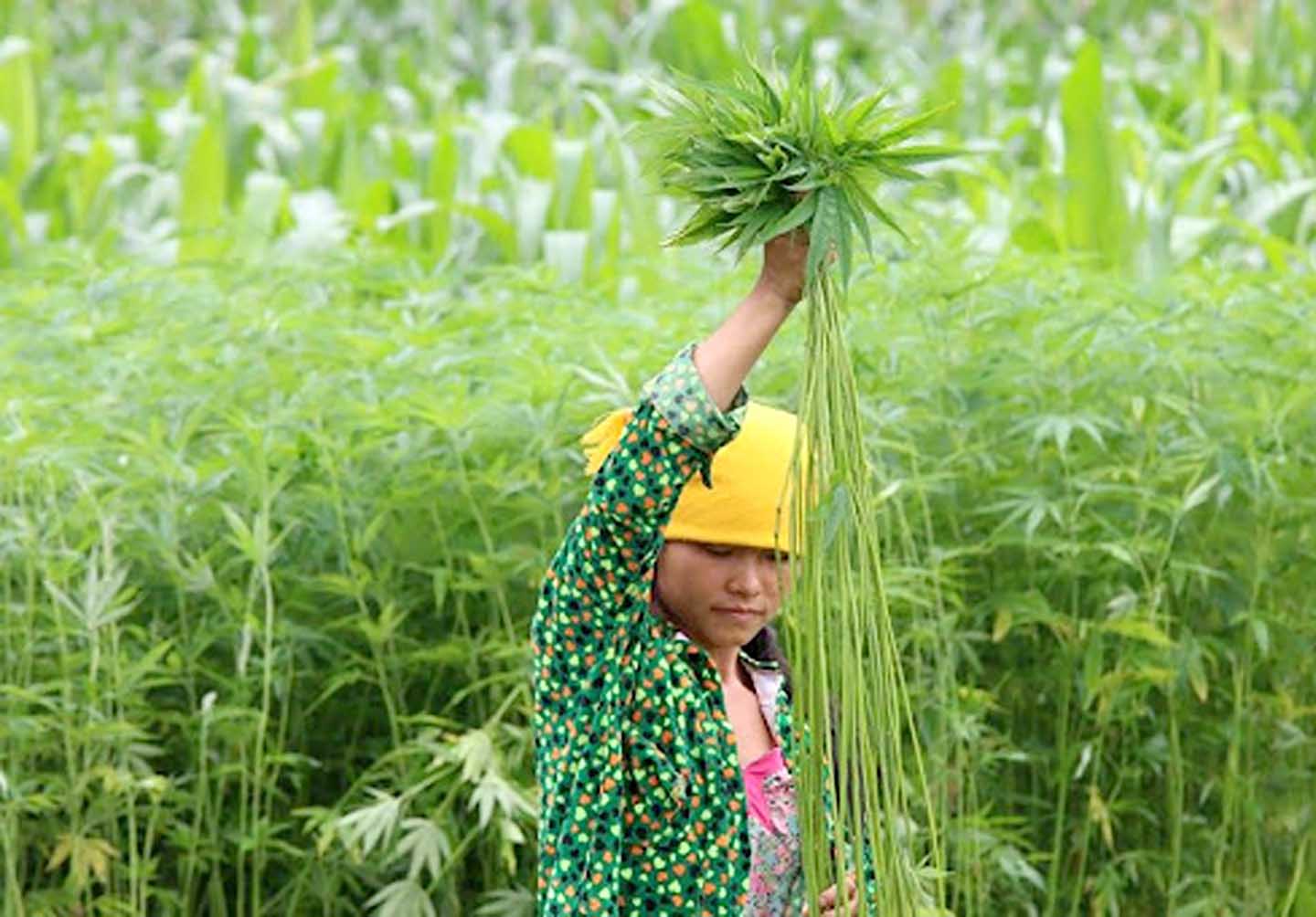 Phát triển chuỗi giá trị lanh